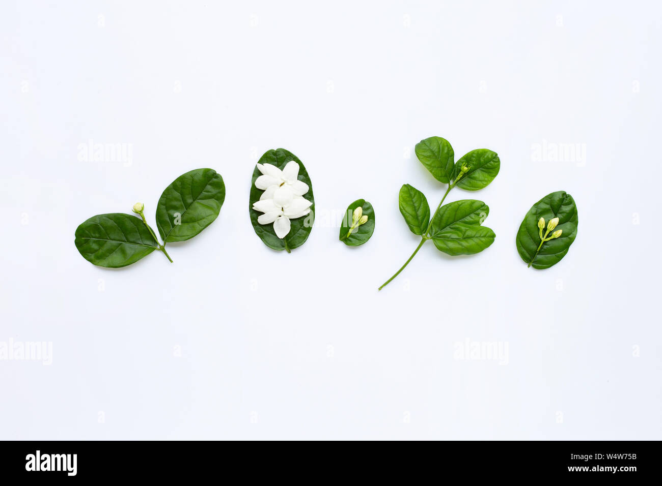 Jasmine flower with leaves on white background Stock Photo - Alamy