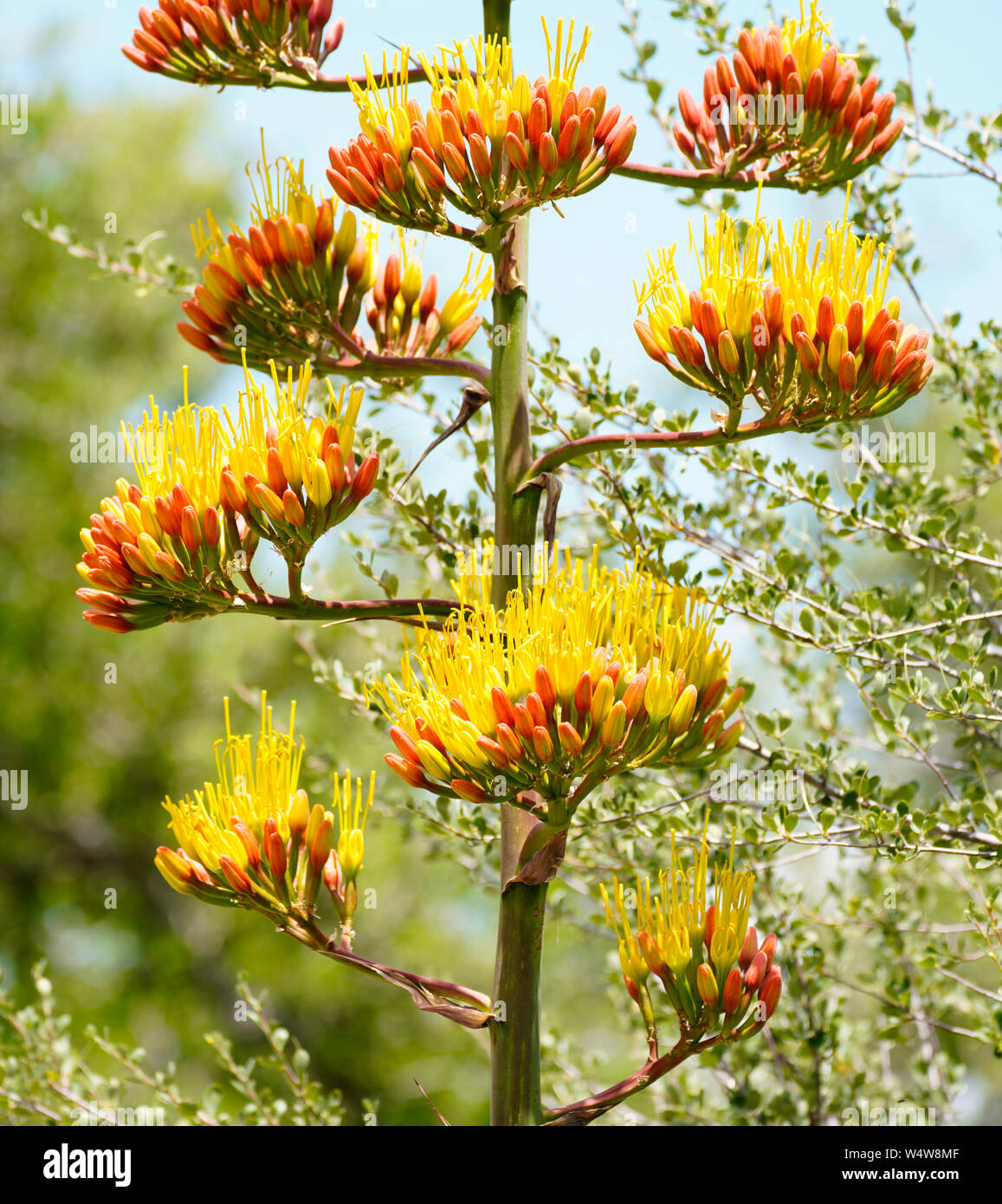 A large agave flower stalk in mid bloom. Stock Photo