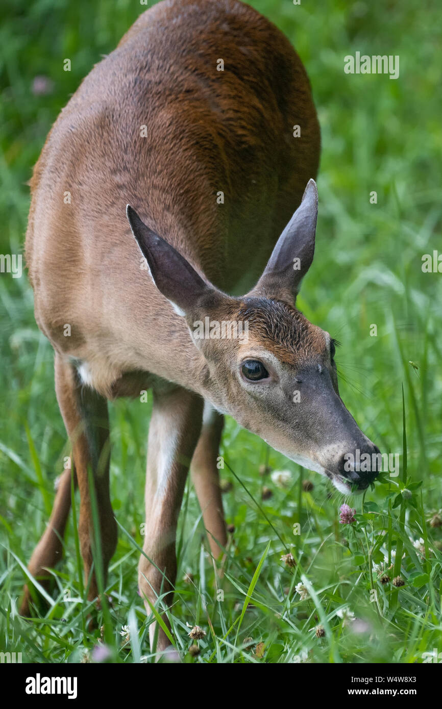 Whitetail Deer (doe Stock Photo - Alamy