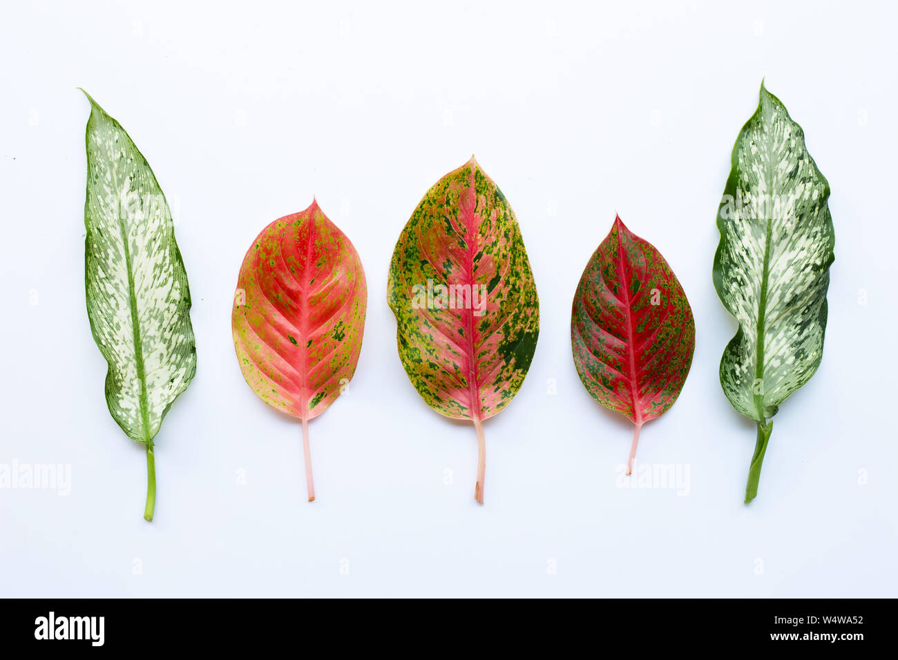 Colorful Aglaonema leaves Isolated on white background Stock Photo - Alamy
