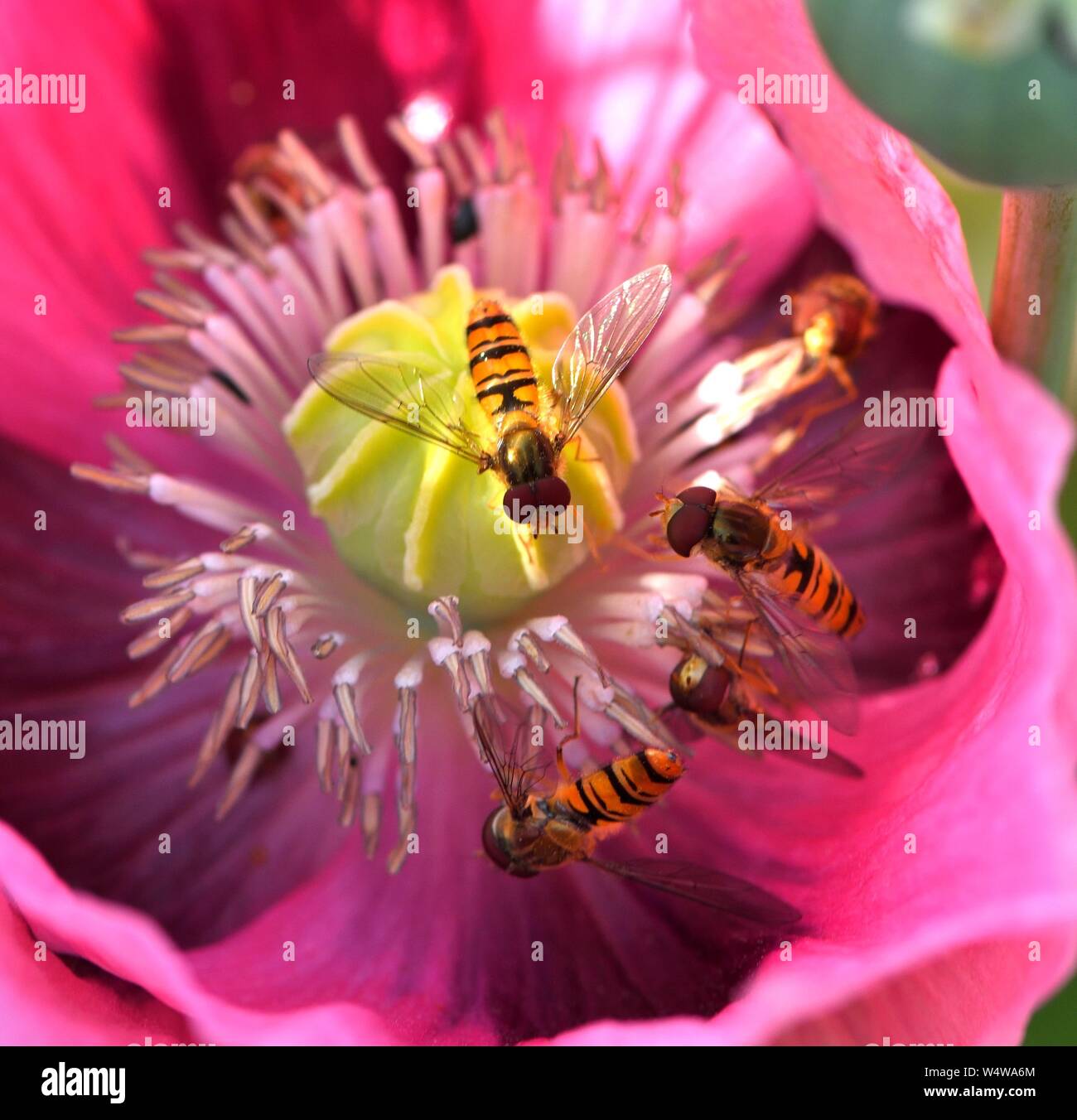 Macro shot of hover fly feeding on pink poppy Stock Photo