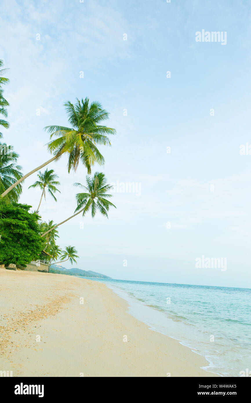 Beautiful beach coconut palm hi-res stock photography and images - Alamy