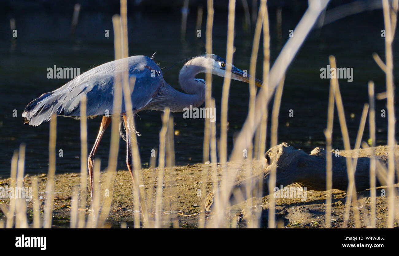 A Great Blue Heron walking on a sand bank behind some marsh reeds. Stock Photo