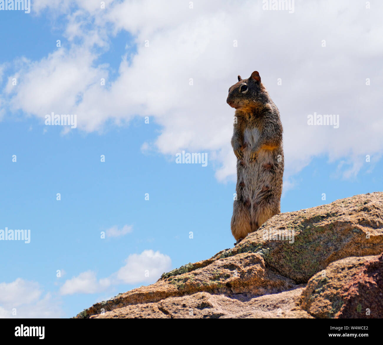 A Mama Desert Squirrel Stands on Her Hind Legs to Get a Better View Stock Photo