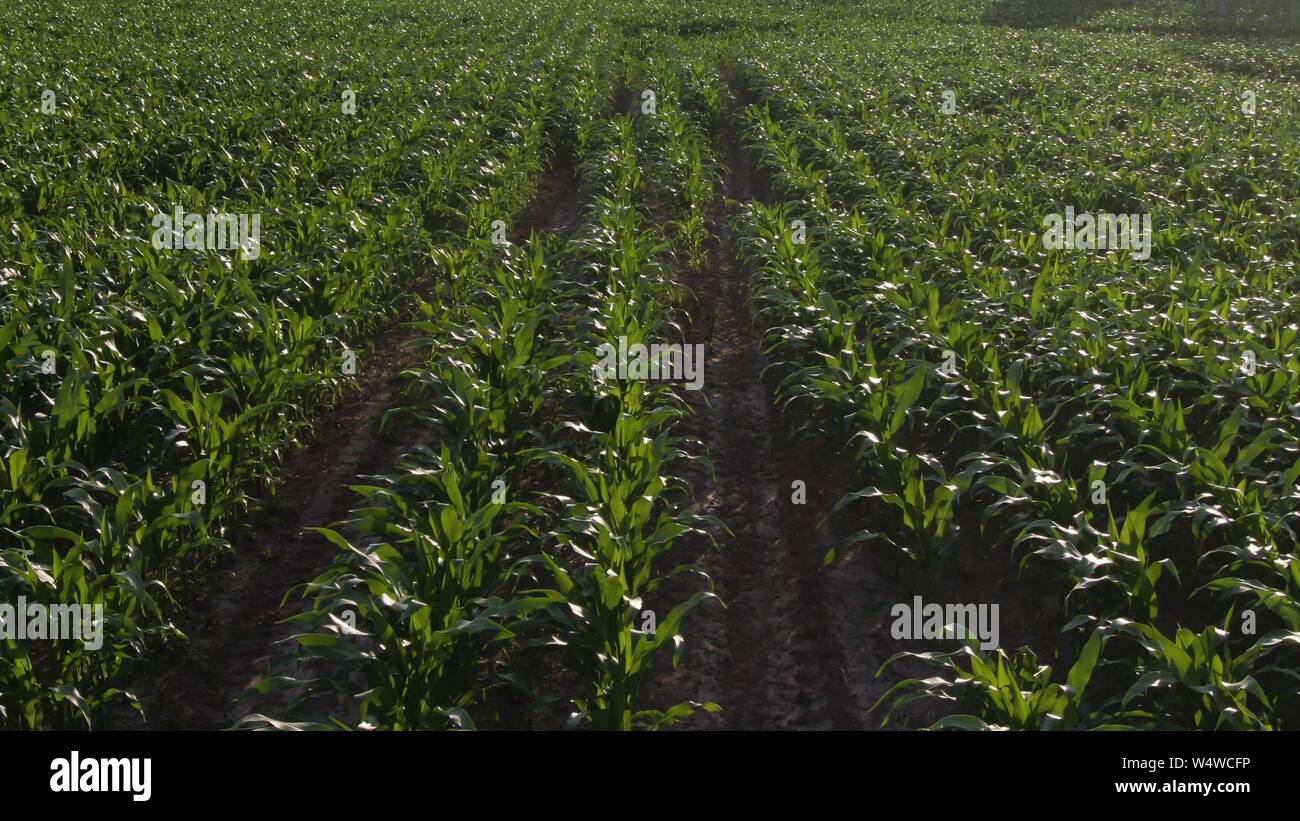 Cornfield drone footage hi-res stock photography and images - Alamy