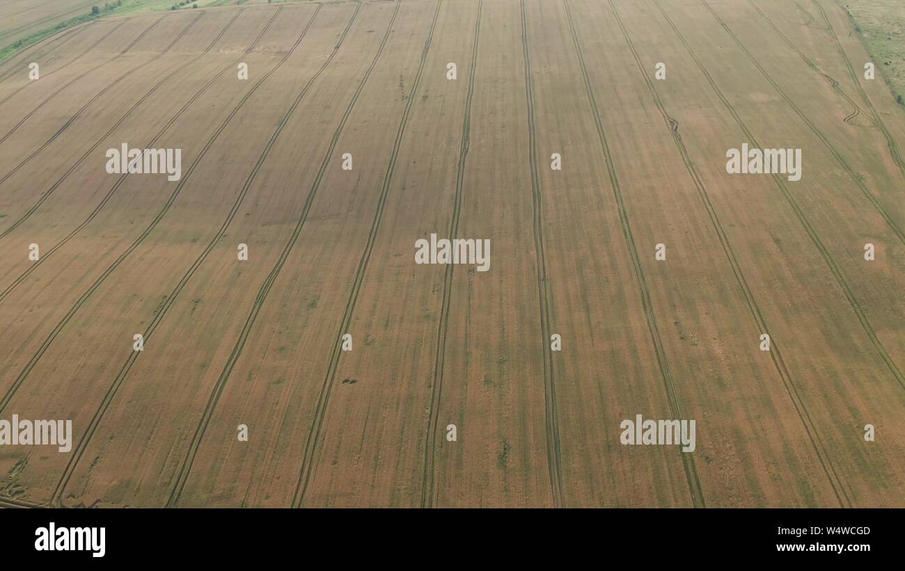 Aerial view. Flight above the ripe golden wheat field. Flight forward and up. Stock Photo