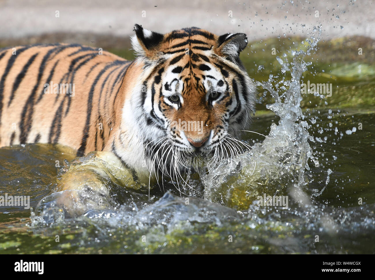 Amur tiger Minerva cools off in her pool at Woburn Safari Park in Bedfordshire, as the UK has surpassed the hottest July day on record, with 36.9 degrees celsius at Heathrow being recorded. Stock Photo
