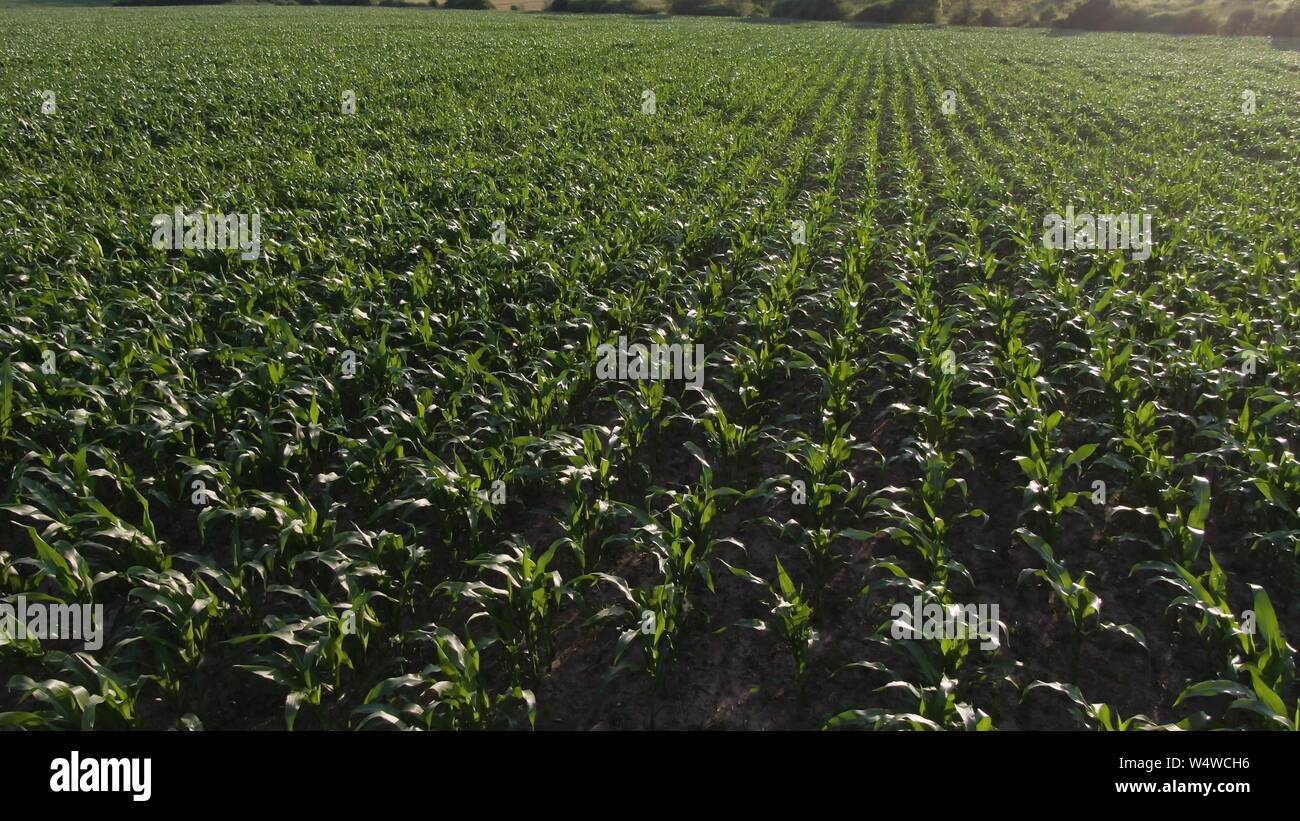 Cornfield drone footage hi-res stock photography and images - Alamy
