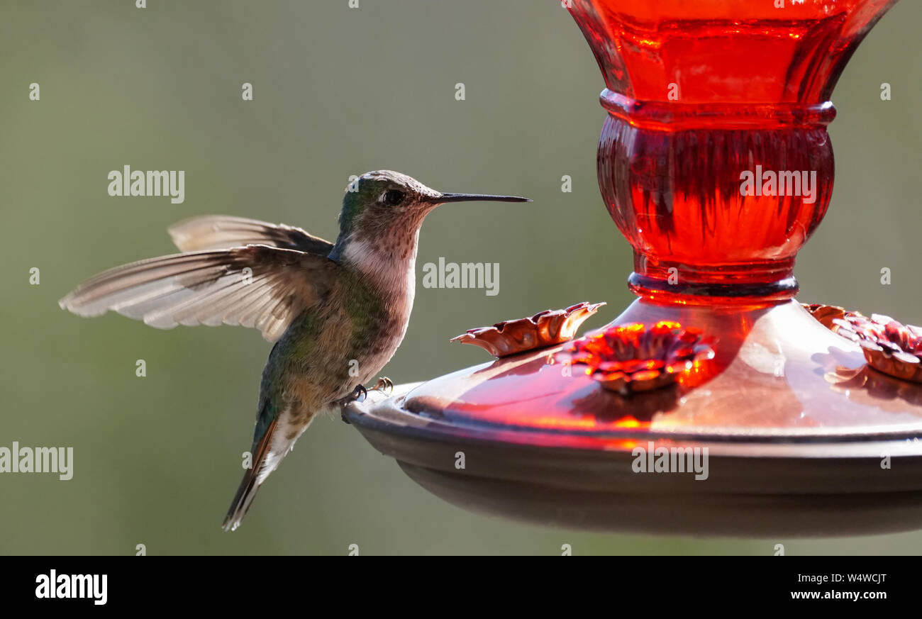 A Small Hummingbird Getting Ready for a Drink Stock Photo