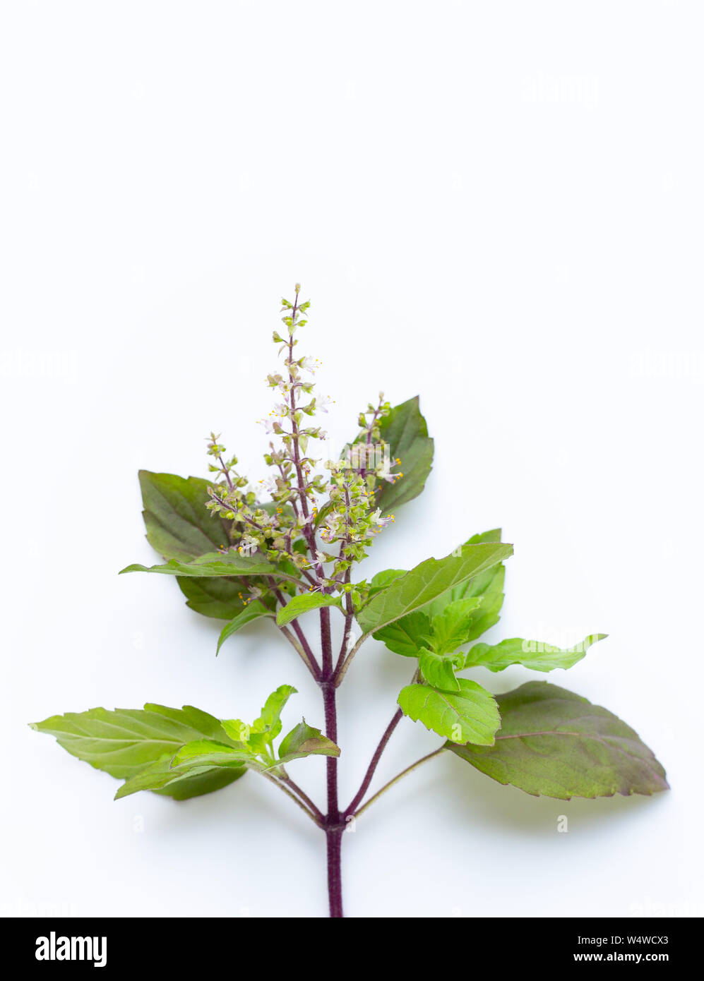 Holy basil leaves with flower on white background Stock Photo Alamy