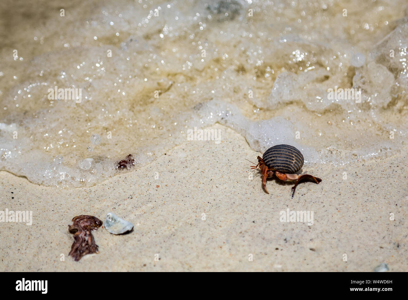 small hermit crab on the beach Stock Photo - Alamy