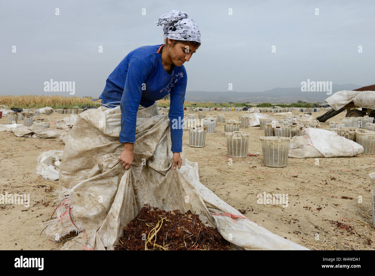 TURKEY Manisa, village Hacihaliller, cultivation of grapes for production of raisin and sultana, sun dried grapes at farm, kurdish farm worker dry and process sultanas / TUERKEI, Anbau von Weintrauben fuer Verarbeitung zu Trockenobst Rosinen und Sultaninen, Sonnen getrocknete Trauben auf dem Feld, kurdische Erntehelfer trocknen und entstielen die Sultaninen bei Bauer Ismail Keskin im Dorf Hacihaliller Stock Photo