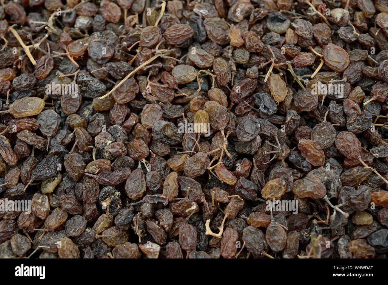 TURKEY Manisa, cultivation of grapes for production of raisin and sultana,  sun dried grapes at farm /