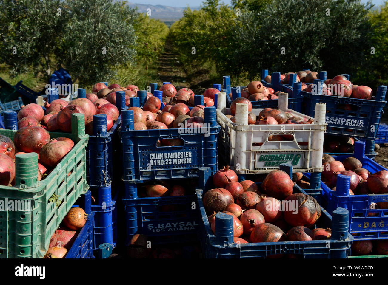 TURKEY, Antakya, farmer harvest pomegranate close to syrian border on farm / TUERKEI, Antakya, Bauern ernten Granatapfel Stock Photo