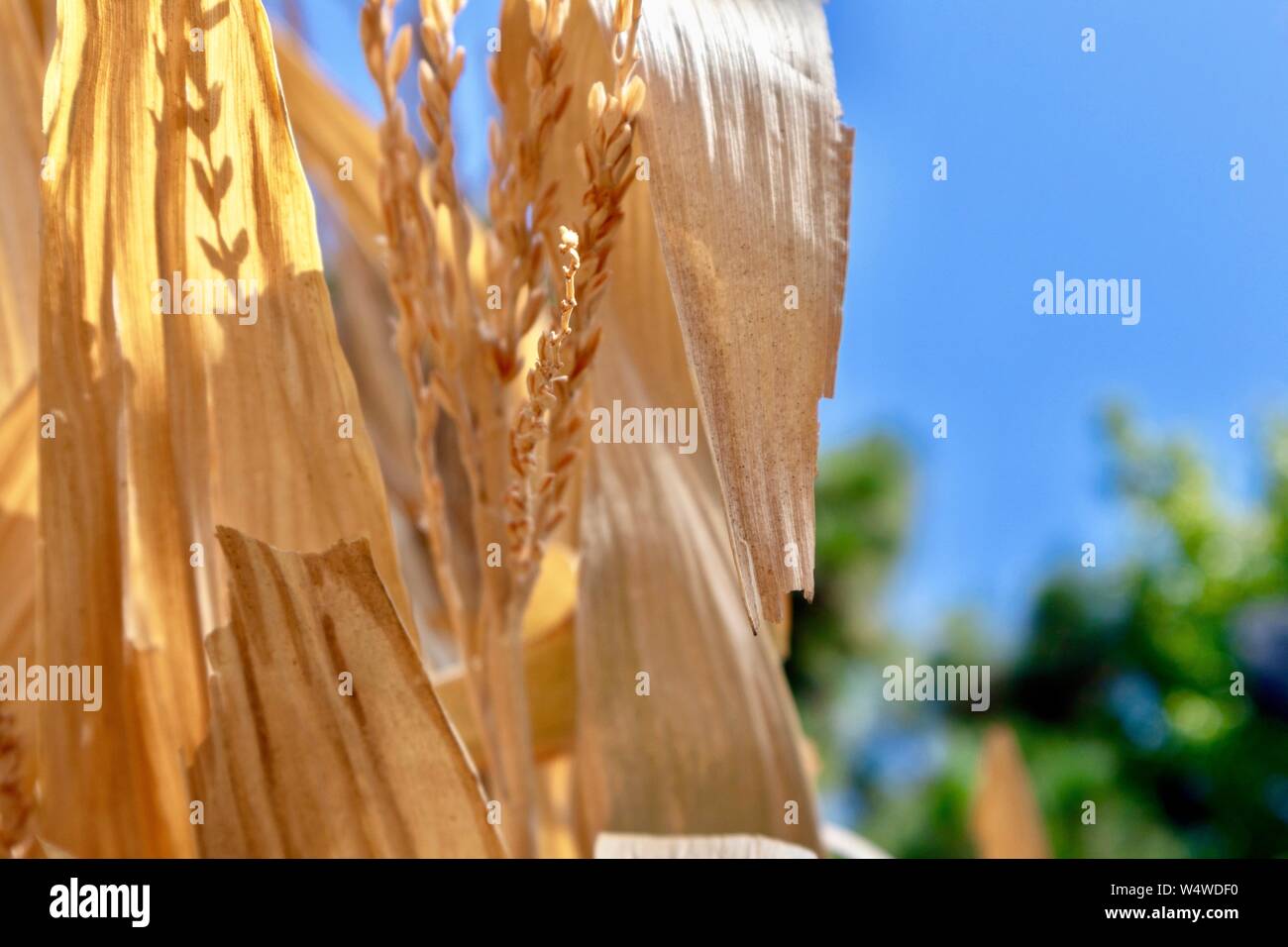 dried corn stalks against blue sky Stock Photo
