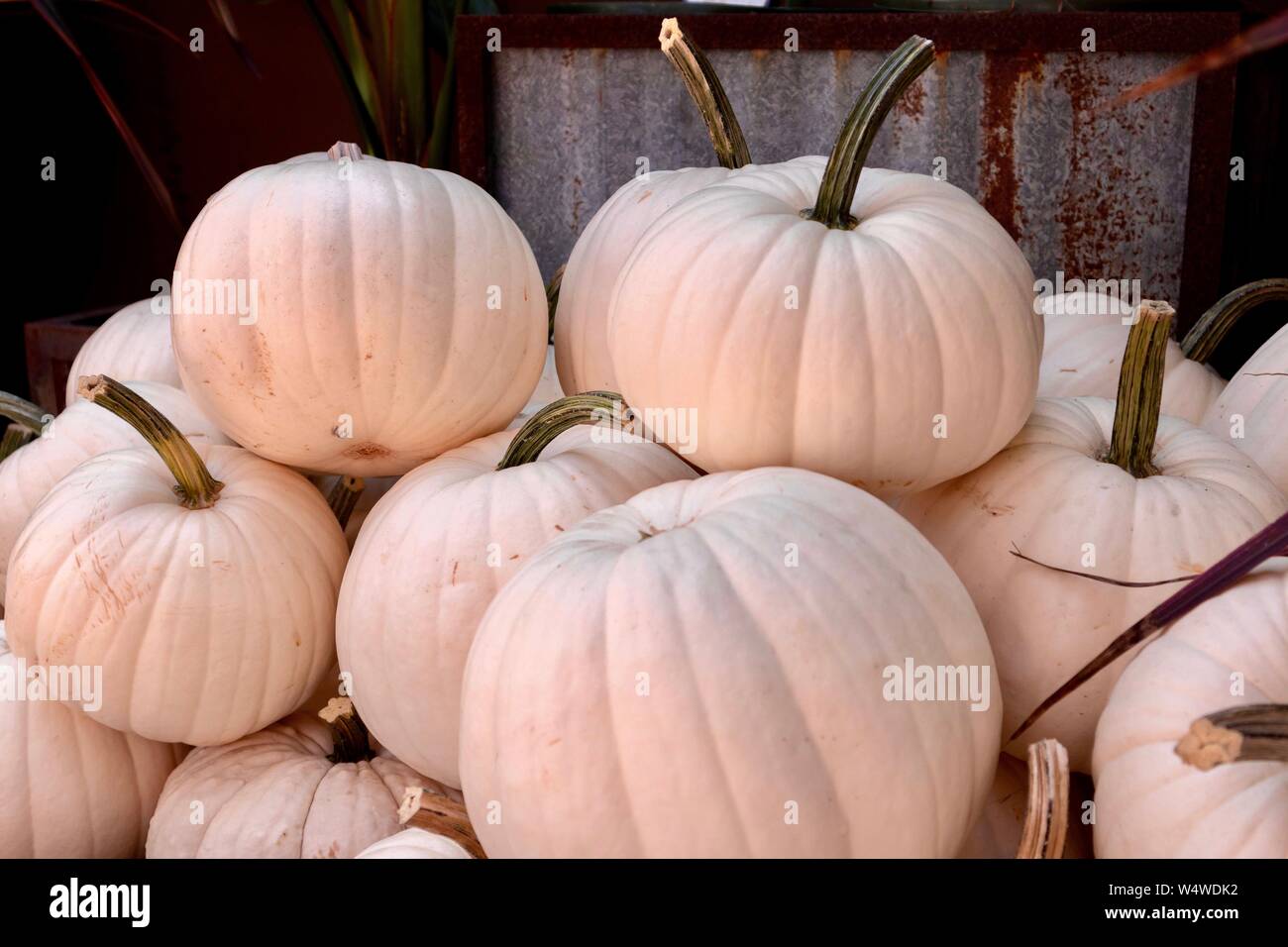 Pile of white pumpkins Stock Photo