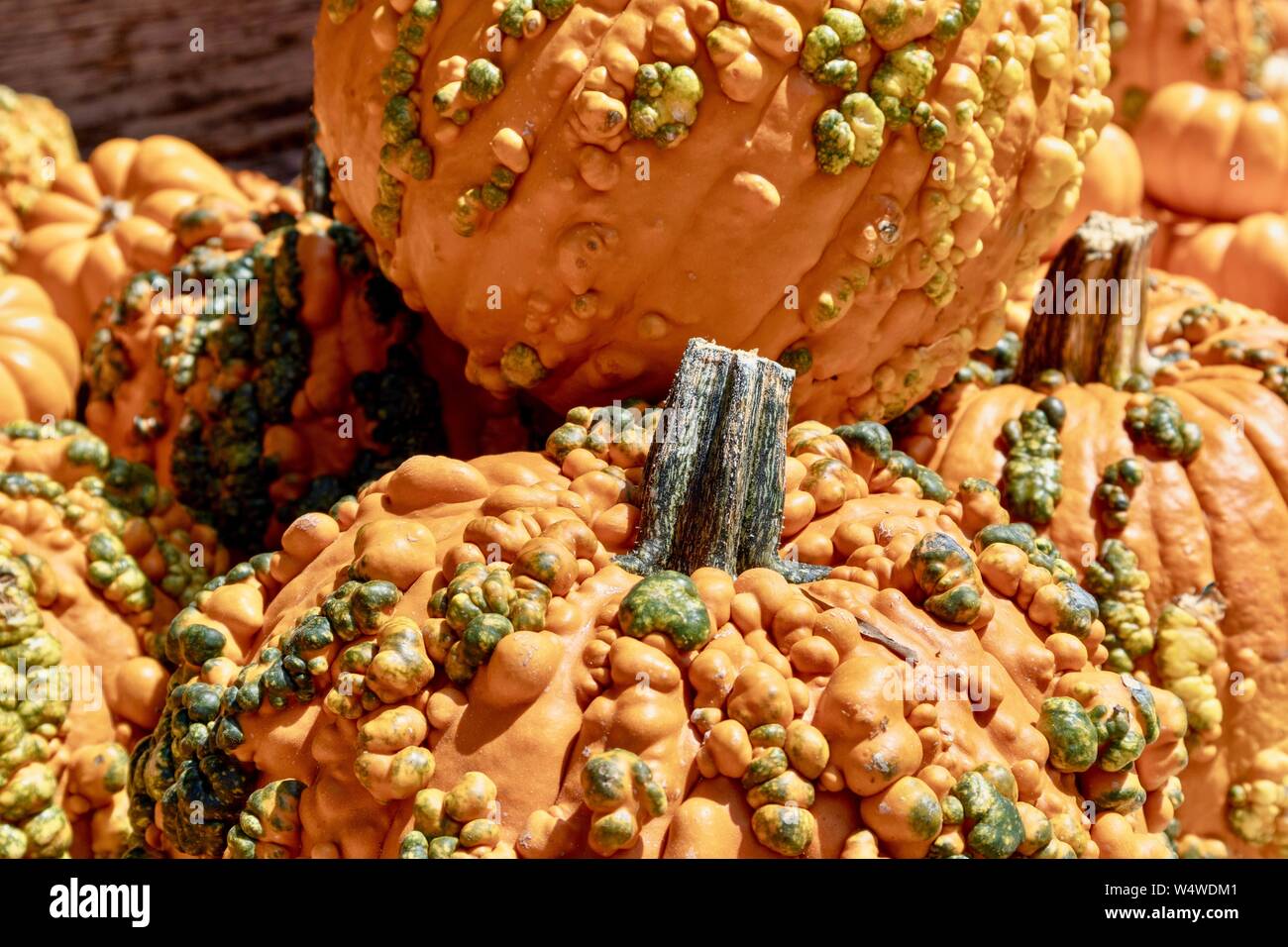 Pumpkins with warts Stock Photo