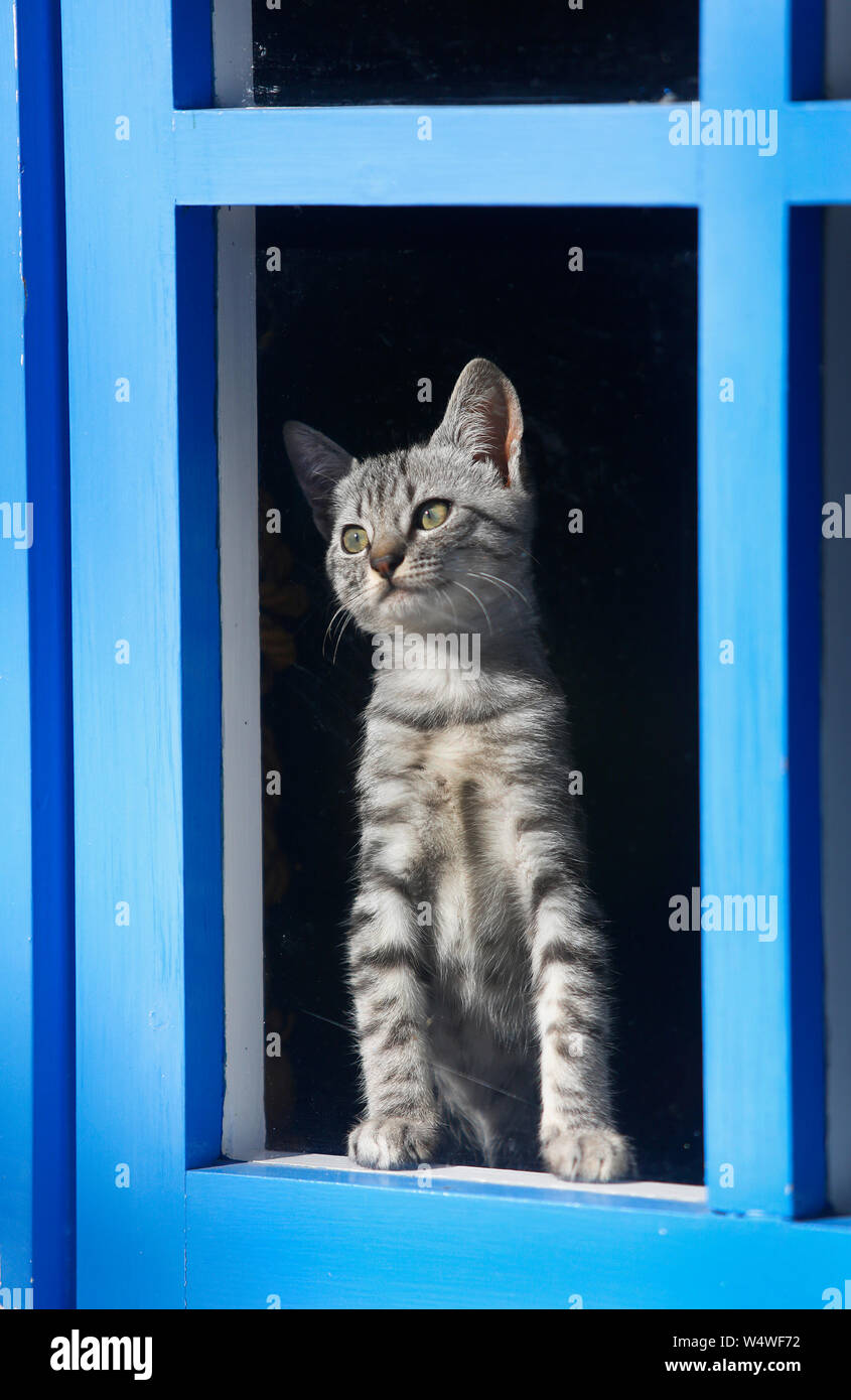 Young male domestic cat looking out of blue framed window. Stock Photo