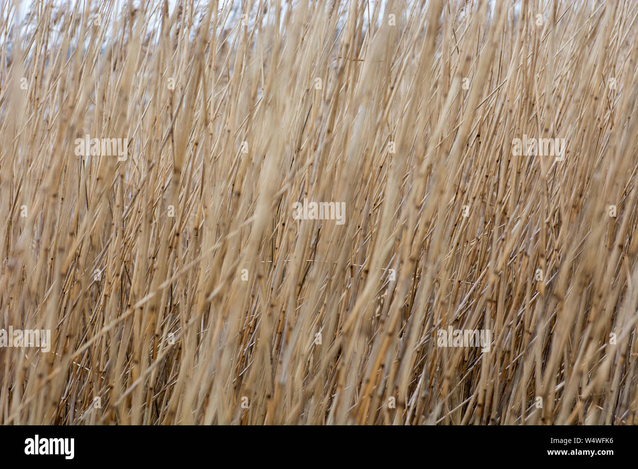 Background of reed, grass-like wetland plants in winter Stock Photo