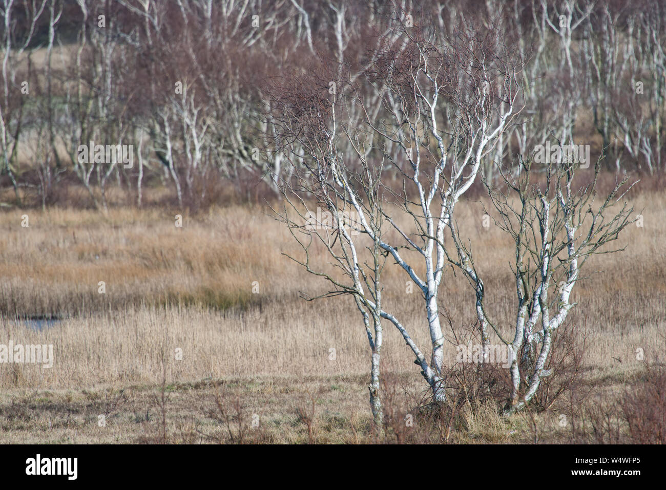 Birch tree outdoor landscape in wetland in winter Stock Photo