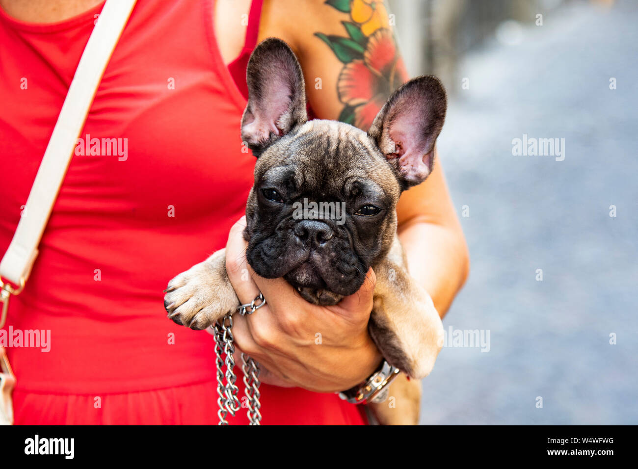 Tattooed woman holding a pug down with big ears Stock Photo