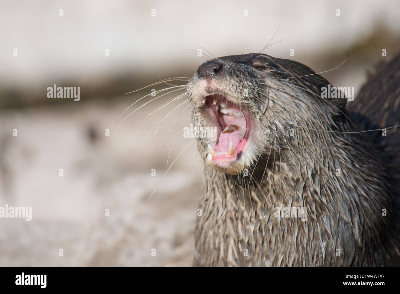 Asian small-clawed otter, Amblonyx cinerea gaping Stock Photo