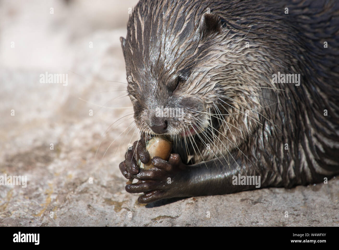 Asian small-clawed otter, Amblonyx cinerea eating Stock Photo