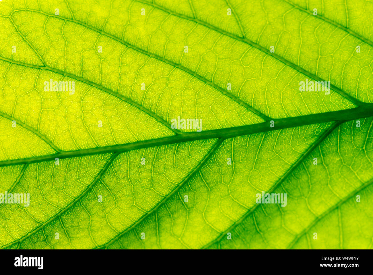 Green leaf background with veins, midrib and cells Stock Photo - Alamy