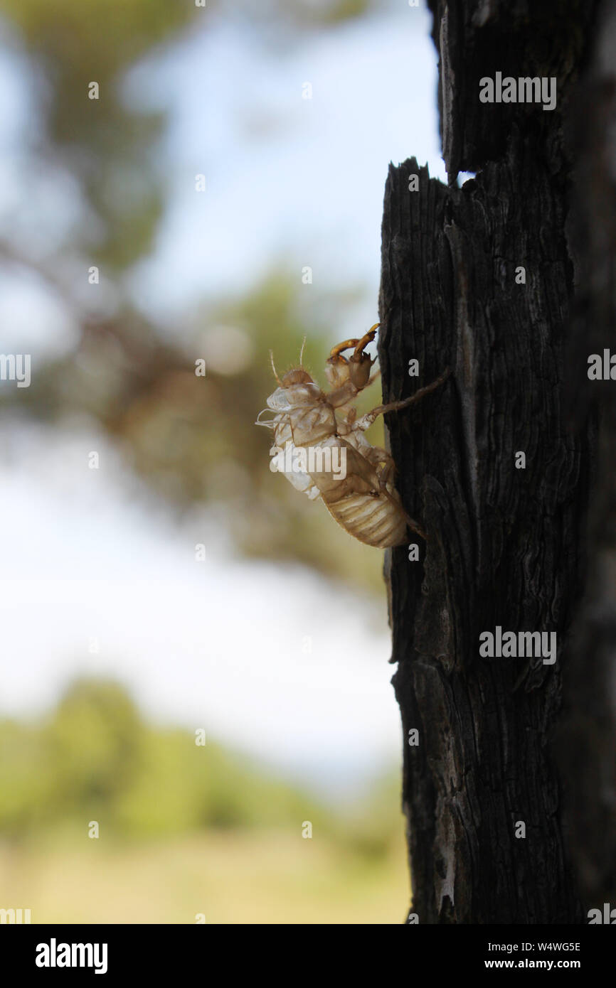 Hull of a cicada - metamorphic Stock Photo