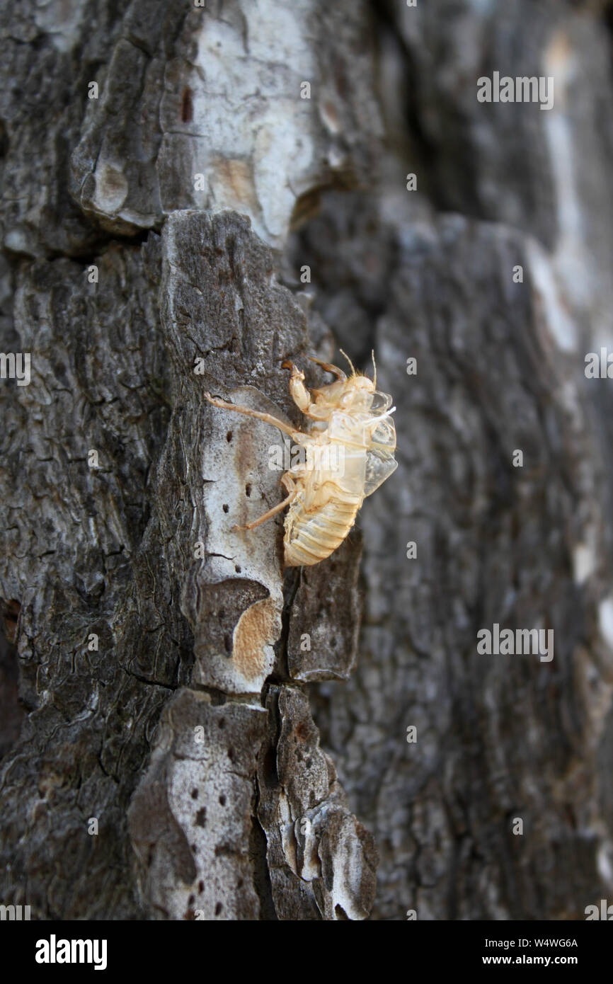 Hull of a cicada - metamorphic Stock Photo