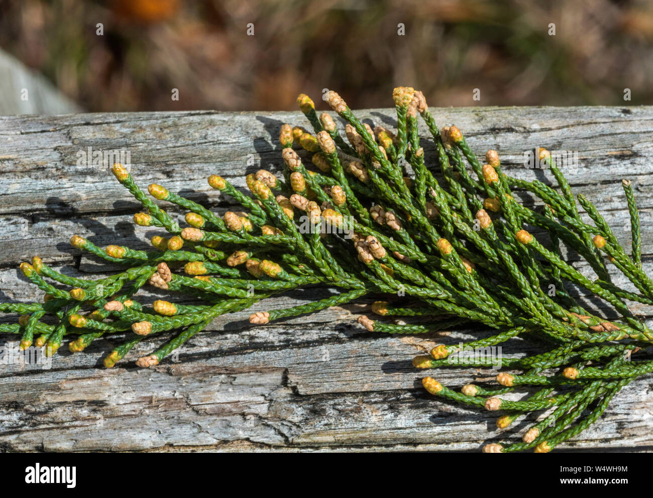 Tiny seeds from a cypress tree. Stock Photo