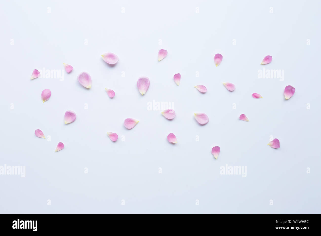 Pink rose petals isolated on white background Stock Photo - Alamy