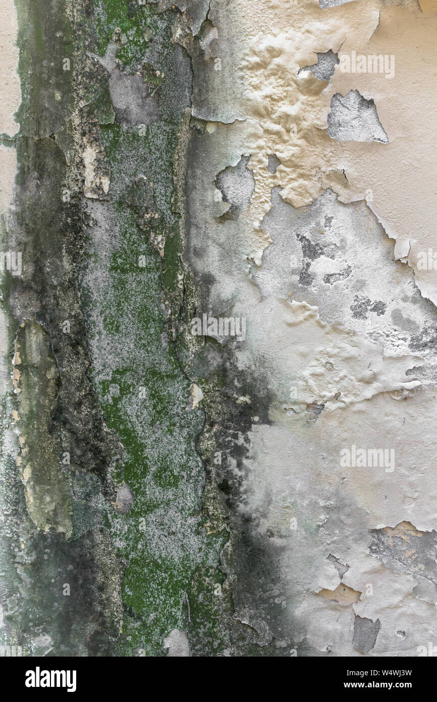 Rain water on the wall causing mold and peeling paint. Stock Photo