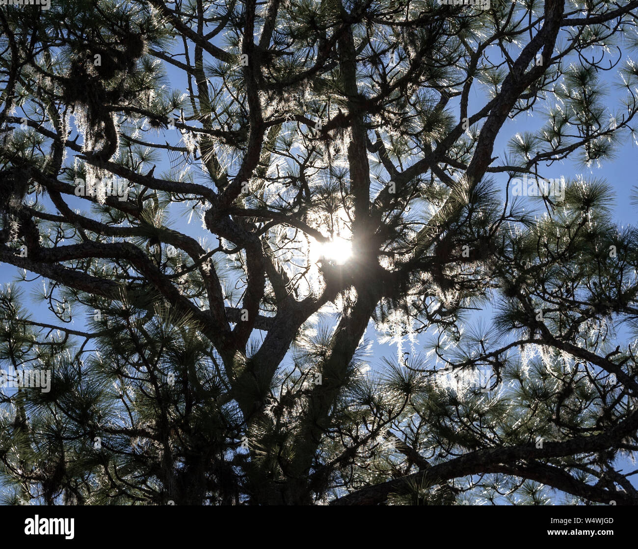 Late afternoon sun shining through a pine tree. Stock Photo