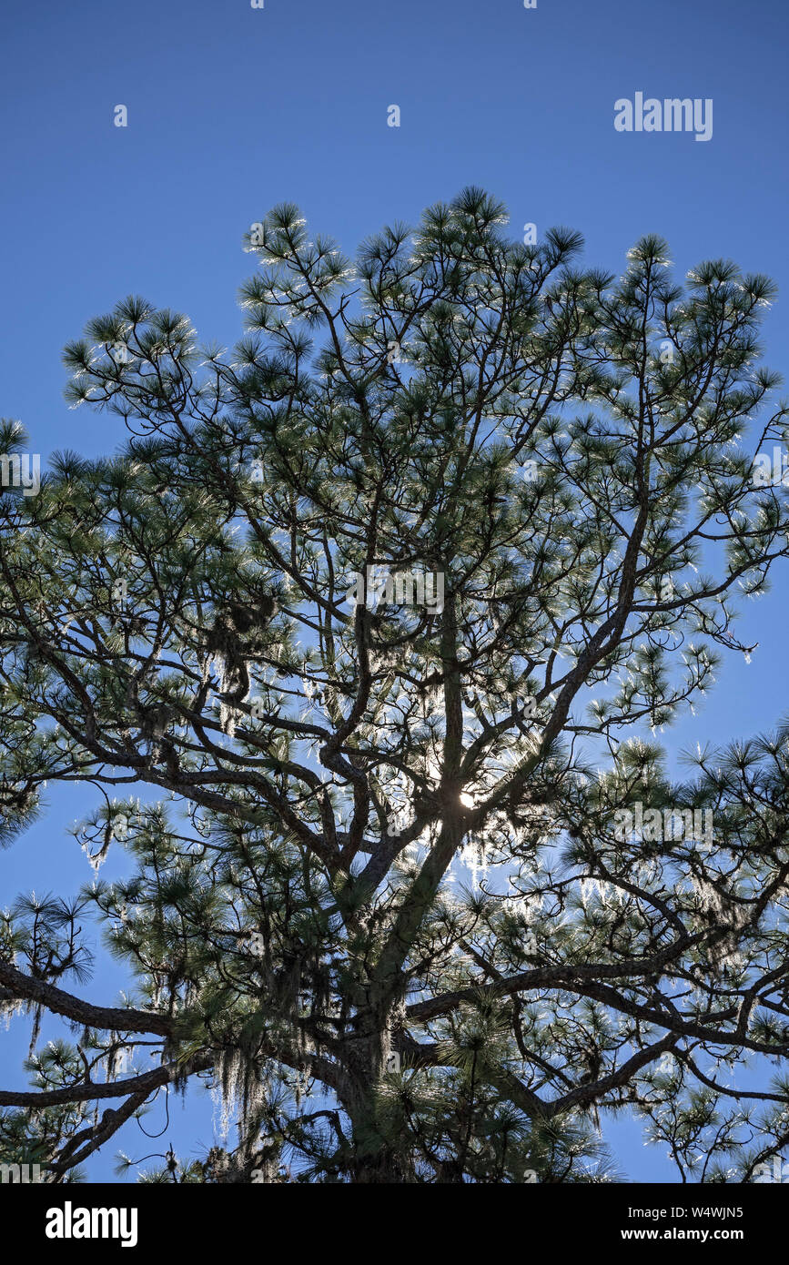 Late afternoon sun shining through a pine tree. Stock Photo