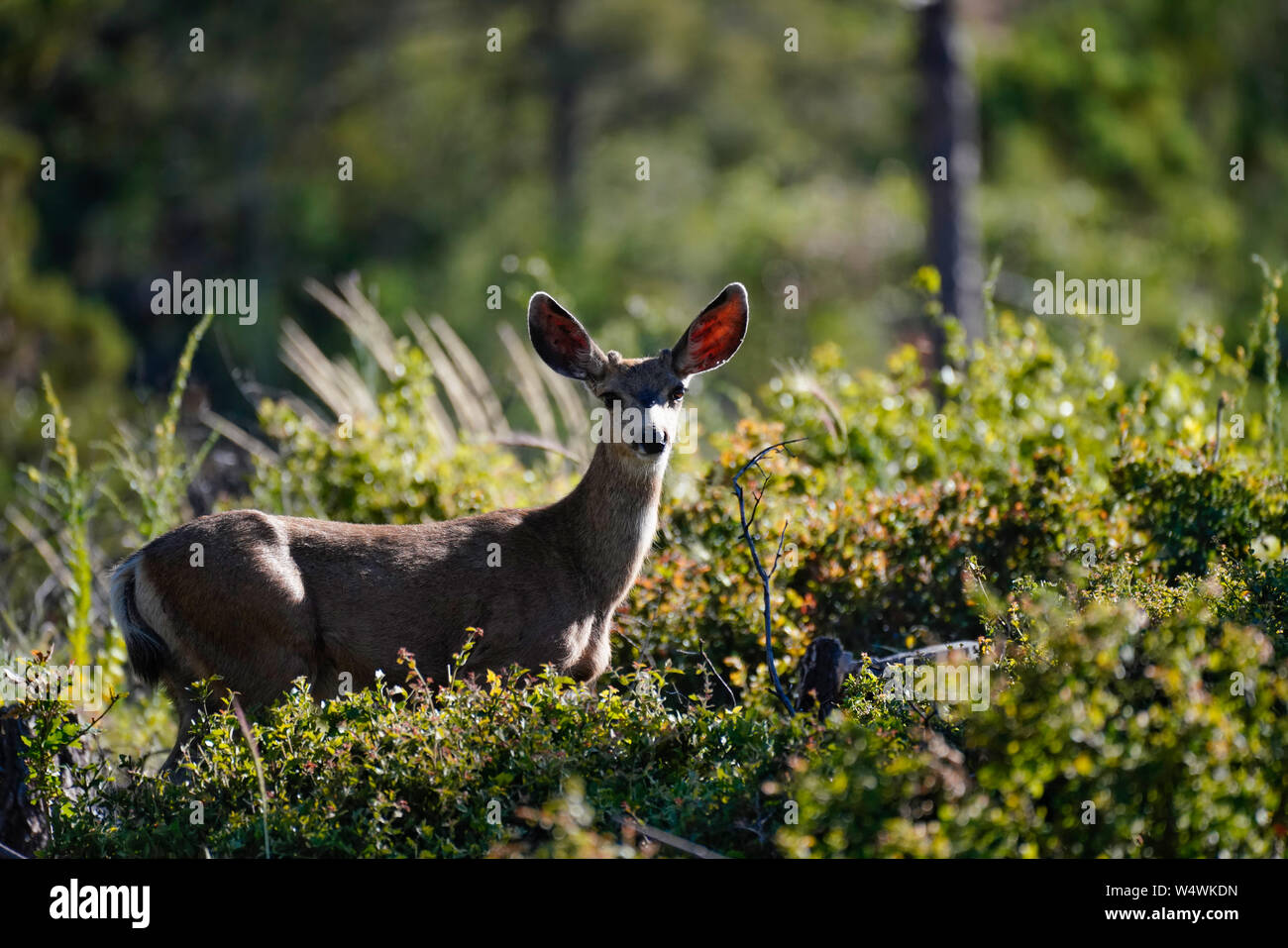 A Young Buck stands in a forest clearing in the late afternoon. Stock Photo