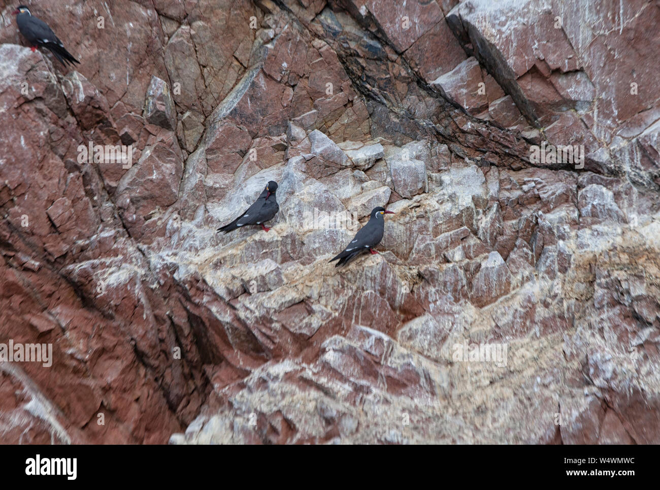 Inca Terns on a rocky island of Islas Ballestas, Peru. Stock Photo