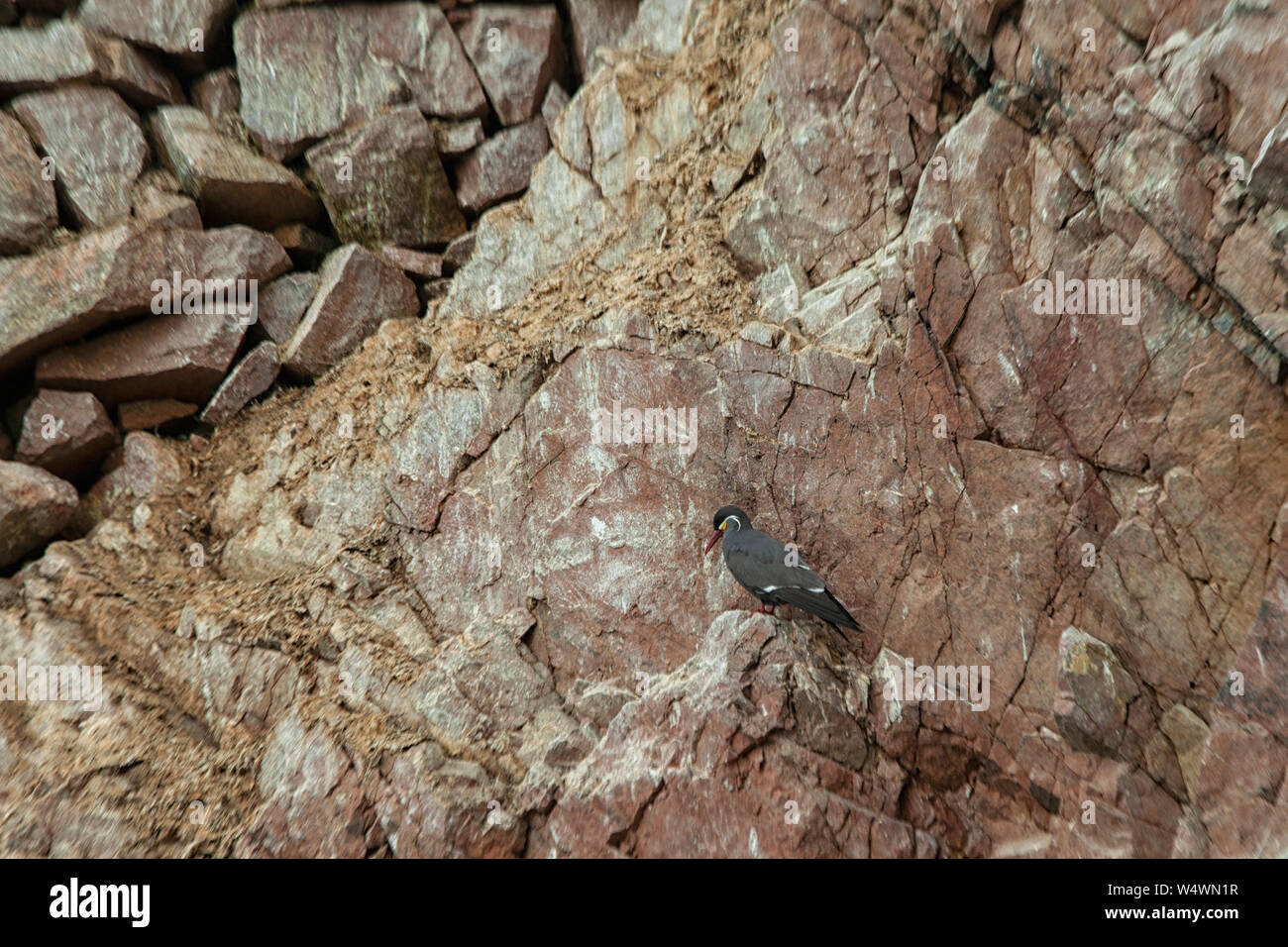 Inca Terns on a rocky island of Islas Ballestas, Peru. Stock Photo