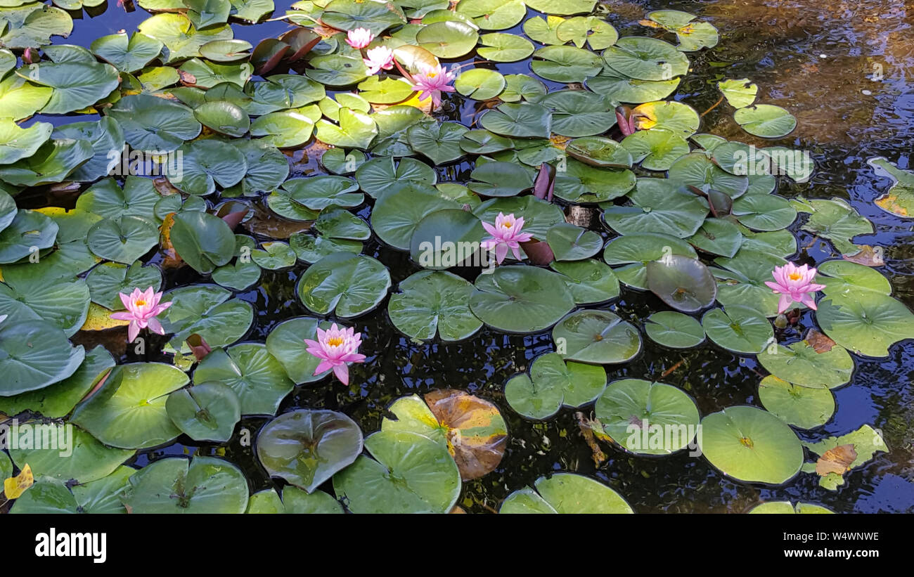 Pink Water Lilies blooming in a secluded mountain pond. Stock Photo