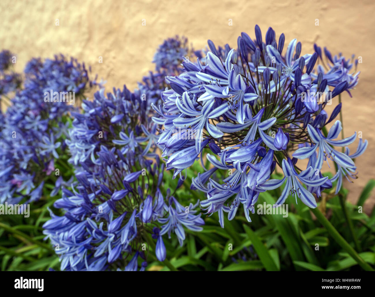 Agapanthus Blue by a Cottage Wall Stock Photo Alamy
