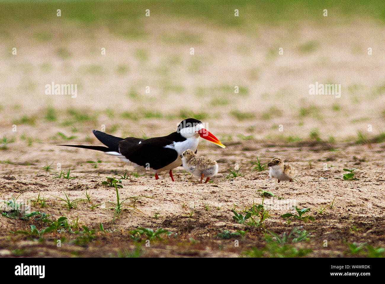 The specialised feeding strategy of the Skimmer family has led to the exaggerated lower mandible
