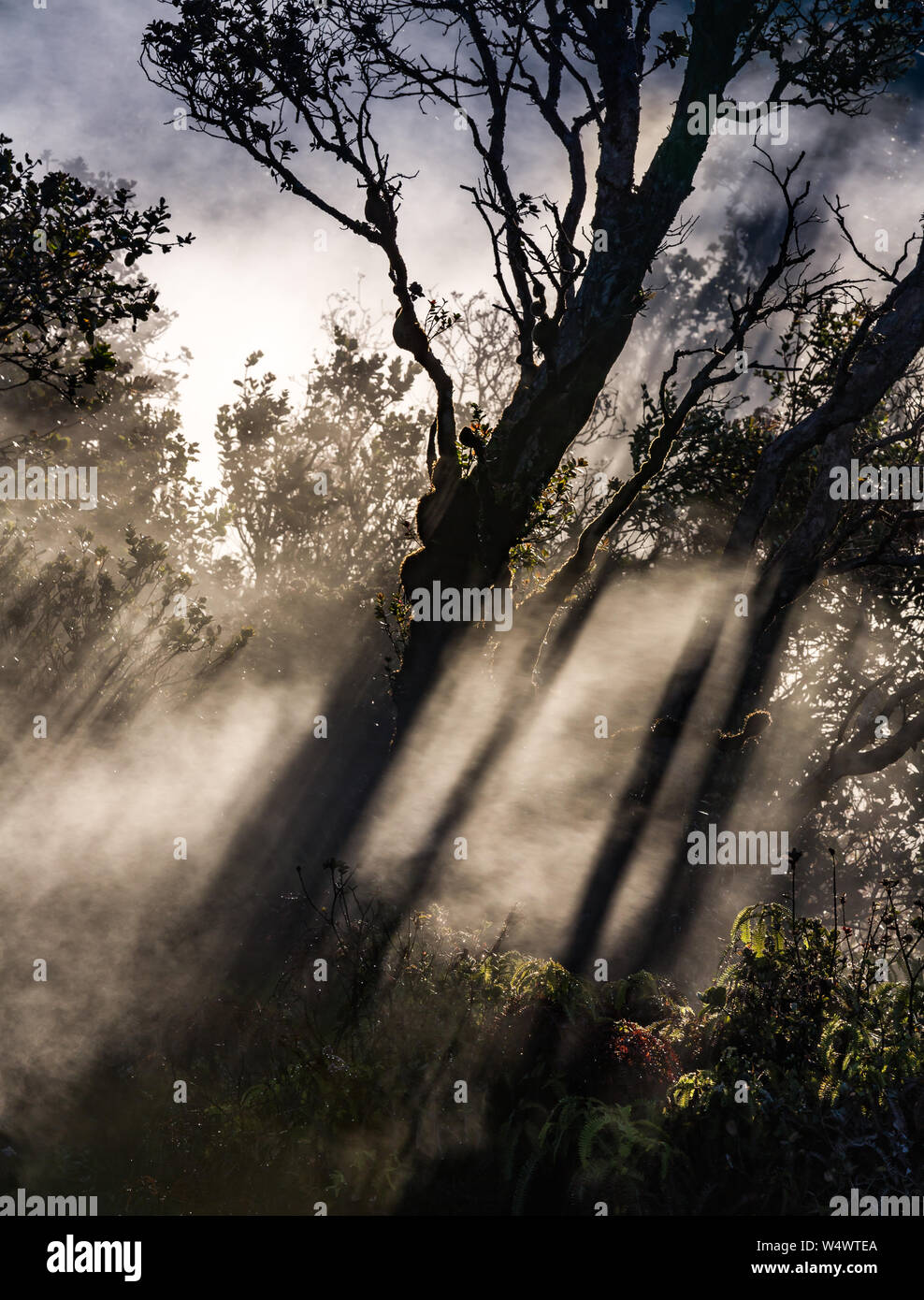 Backlit trees create dramatic shadows on the steam rising at Kilauea crater Stock Photo