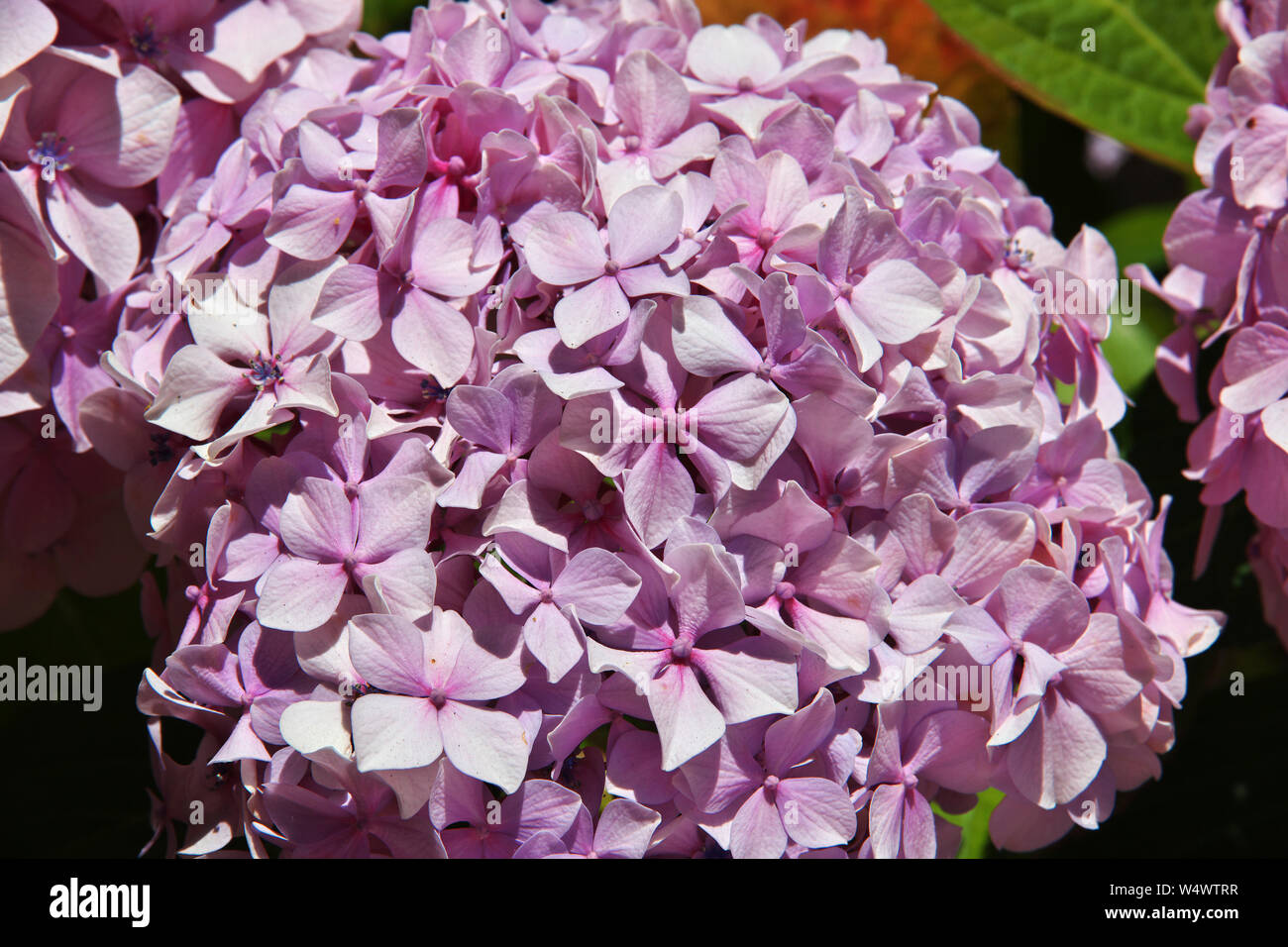 Flowers in Monterey city on california Stock Photo Alamy