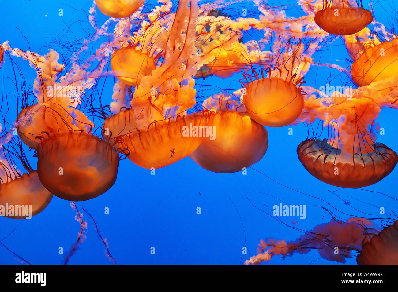 Aquarium in Monterey, California, USA Stock Photo Alamy
