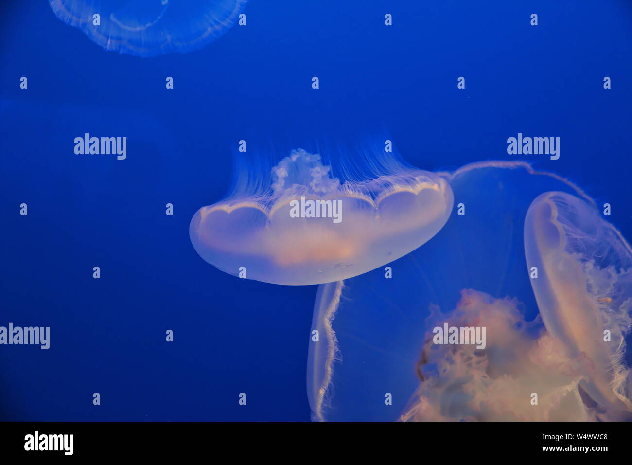 Aquarium in Monterey, California, USA Stock Photo Alamy