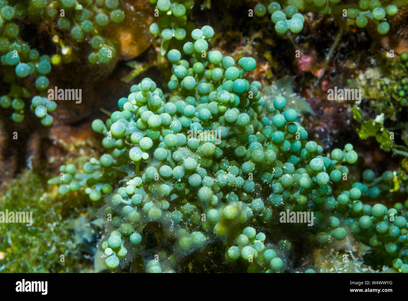 Sea grapes, Seagrapes [Caulerpa recemosa].  Caulerpa.  North Sulawesi, Indonesia. Stock Photo