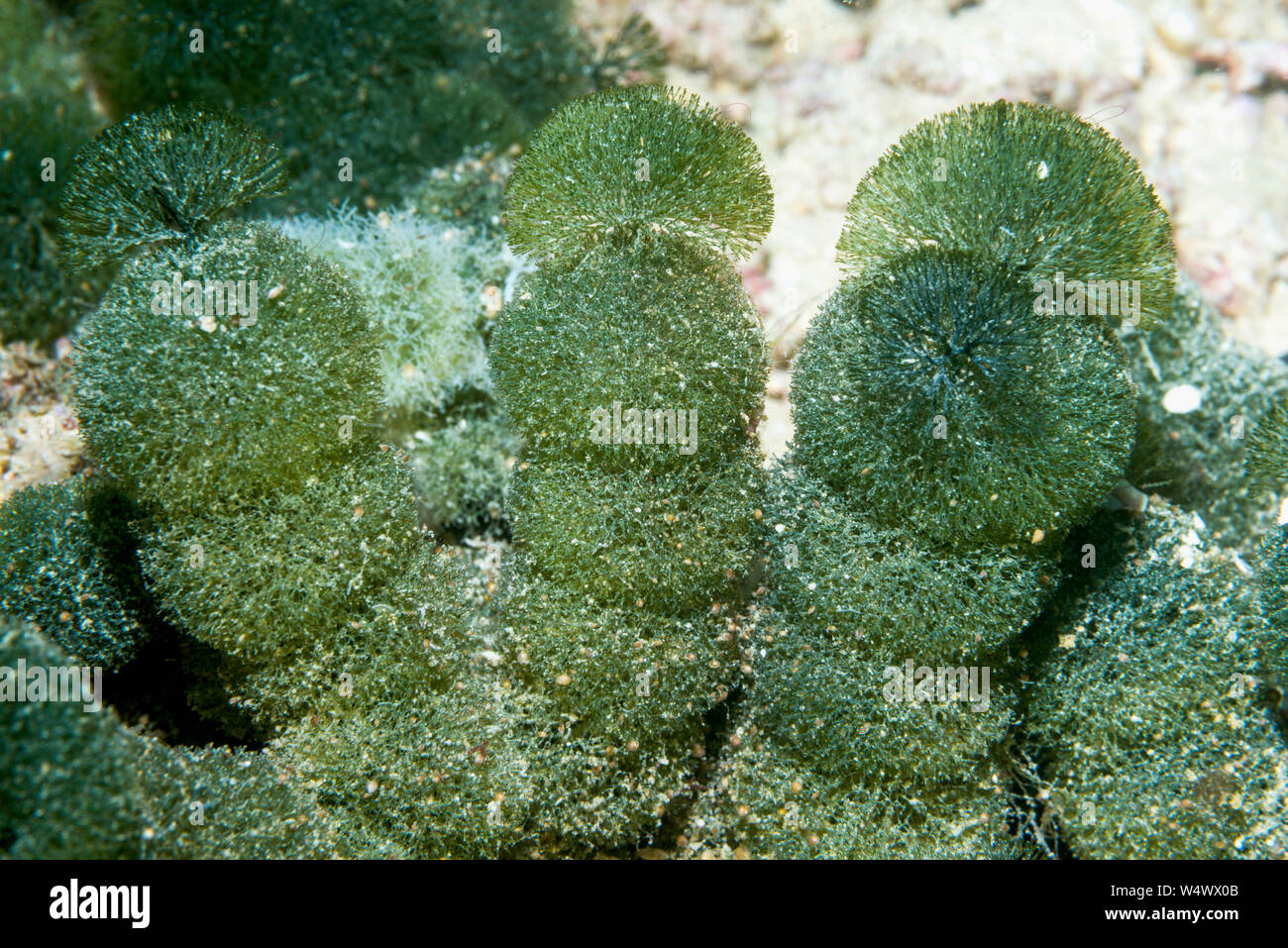 Green algae - Tydemania expeditionis.  UDOTEACEAE.  West Papua, Indonesia.  Indo-West Pacific. Stock Photo