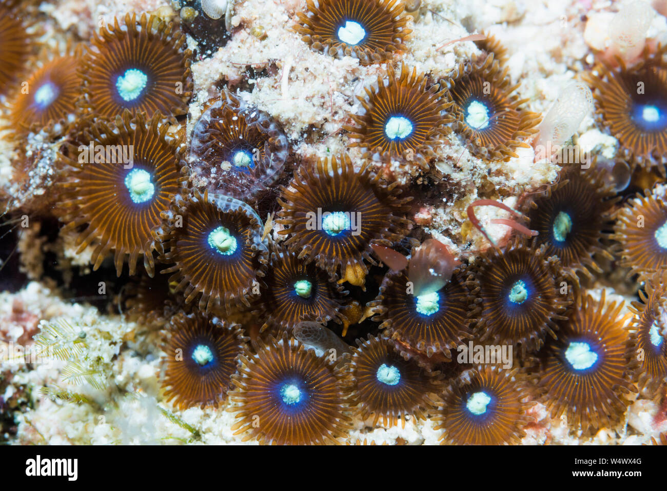 Zoanthids, colonial anemones - Protopalythoa species.  West Papua, Indonesia.  Indo-West Pacific. Stock Photo