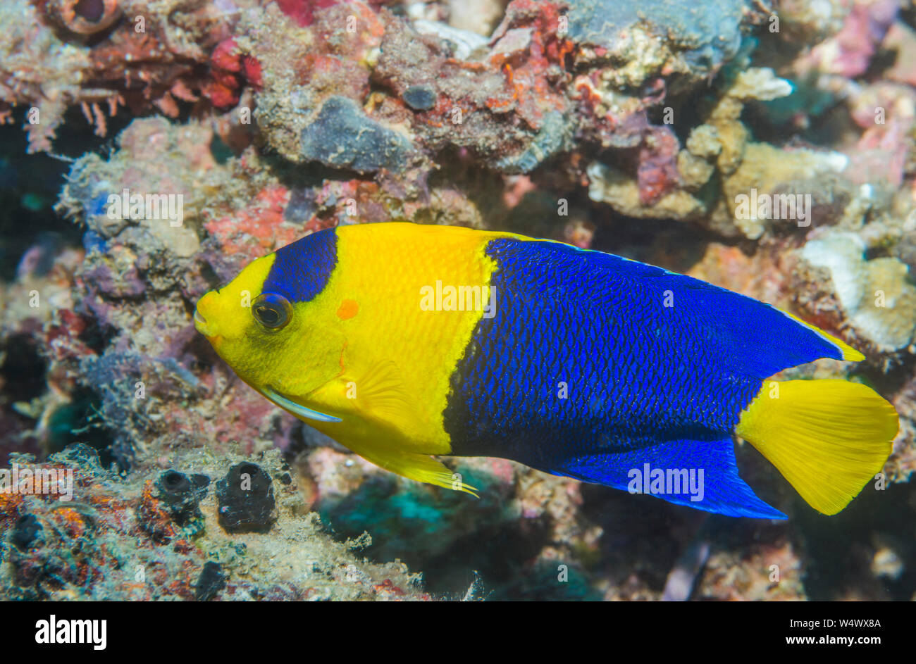 Bicolor angelfish [Centropyge bicolor].  North Sulawesi, Indonesia. Stock Photo
