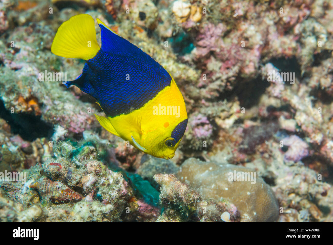 Bicolor angelfish [Centropyge bicolor].  North Sulawesi, Indonesia. Stock Photo